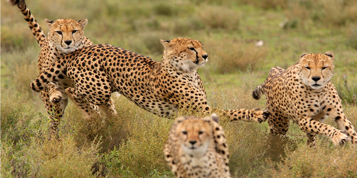 4 Days Tarangire, Lake Manyara & Ngorongoro Explorer
